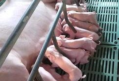 吃瓜猪娱乐多人产房,揭秘多人产房背后的故事与真相