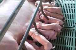 吃瓜猪娱乐多人产房,揭秘多人产房背后的故事与真相