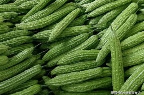 5.1吃瓜网官网,揭秘娱乐圈最新热点，带你畅游八卦海洋